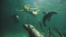 Swimming with Sea Lions, Eyre Peninsula