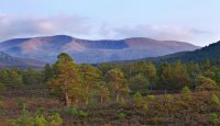 Scots Pine - Cairngorms National Park