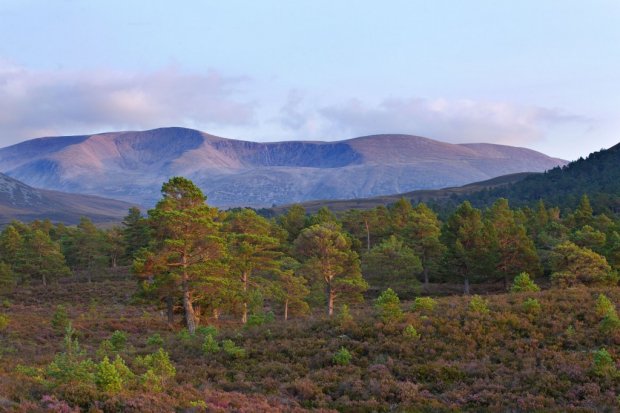 Scots Pine - Cairngorms National Park