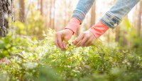 Berry Picking - Laura Vanzo