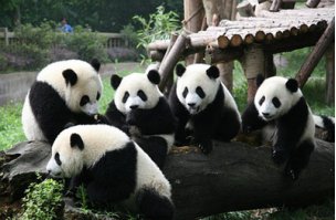 Giant Panda Tour