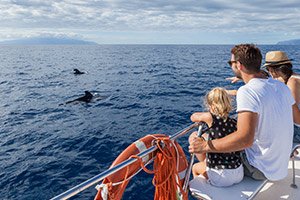 Tenerife Dolphins