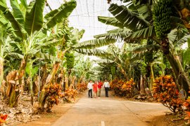 Banana plantation