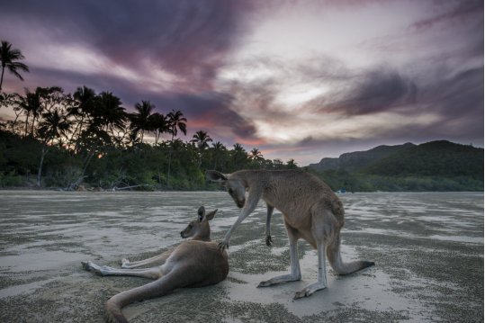 Cape Hillsborough Queensland Brisbane