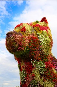 Bilbao flower dog