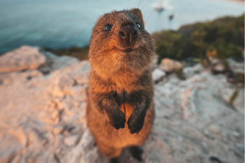 Rottnest Island