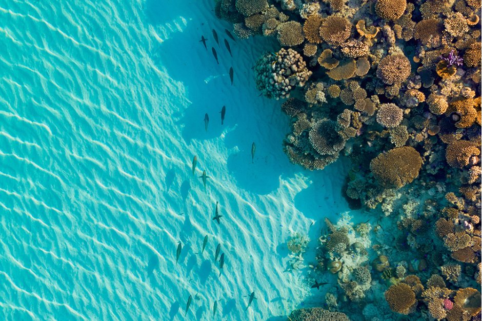 Ningaloo Reef Coral