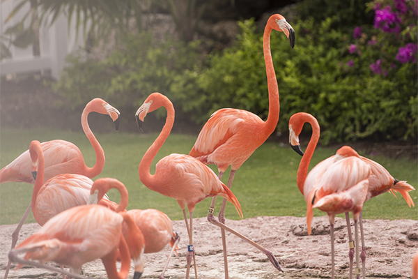 RAM25 Networking Evening Promo - Flamingos Image 600x400